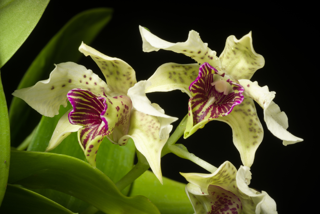 Dendrobium normanbyense P.J.Spence