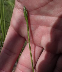 Elytraria caroliniensis