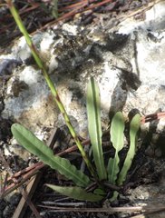 Elytraria caroliniensis