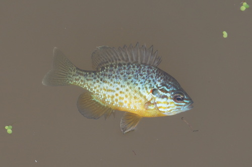 Pumpkinseed