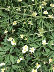 Anemonoides × lipsiensis