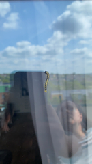 Cydalima perspectalis