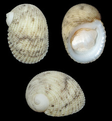Neritopsis radula