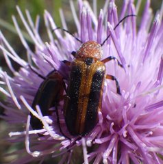 Nemognatha piazata