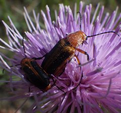 Nemognatha piazata