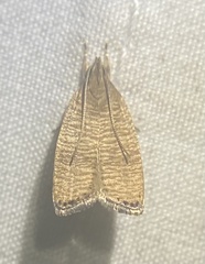 Psilocorsis cryptolechiella