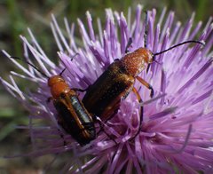 Nemognatha piazata