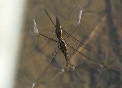 Aquarius conformis