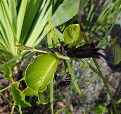 Echites umbellatus