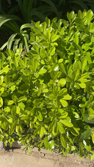 Pittosporum tobira