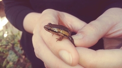 Physalaemus henselii