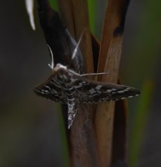 Epipagis forsythae