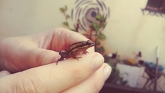 Physalaemus henselii