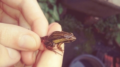 Physalaemus henselii