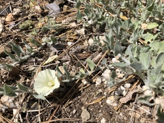 Calystegia malacophylla pedicellata
