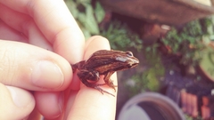 Physalaemus henselii