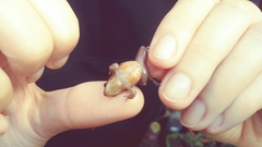 Physalaemus henselii