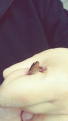 Physalaemus henselii