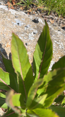 Oenothera biennis
