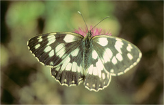 Melanargia lucasi
