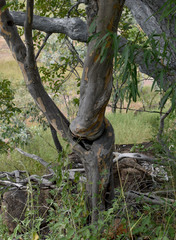 Homalium brachybotrys