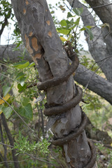 Homalium brachybotrys