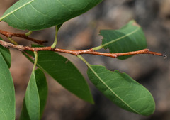 Homalium brachybotrys