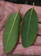 Homalium brachybotrys