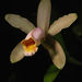 Cattleya forbesii - Photo (c) Gabriela F. Ruellan, some rights reserved (CC BY-NC)