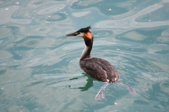 Podiceps cristatus