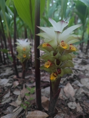 Curcuma phaeocaulis