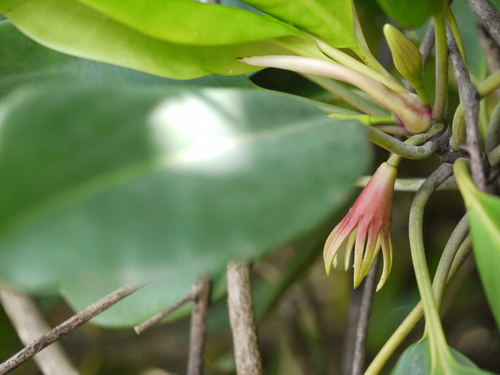 Oriental mangrove (Bruguiera gymnorhiza)