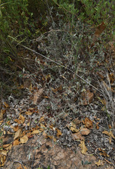 Melhania oblongifolia