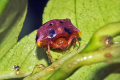 Paraplectana duodecimmaculata
