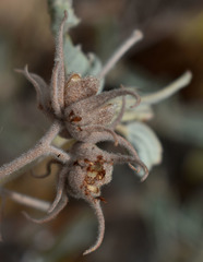 Melhania oblongifolia