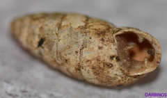 Chondrula macedonica