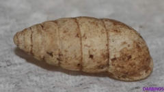 Chondrula macedonica