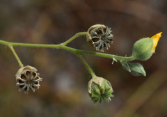 Abutilon auritum
