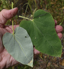 Abutilon auritum