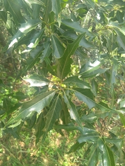 Quercus canbyi