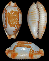 Bistolida stolida