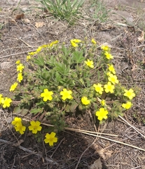 Potentilla humifusa