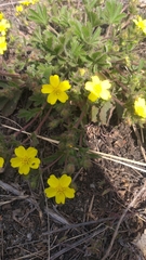 Potentilla humifusa
