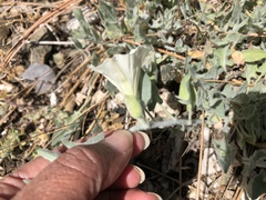 Calystegia malacophylla pedicellata