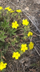Potentilla humifusa