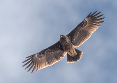 Greater Spotted Eagle photo 2