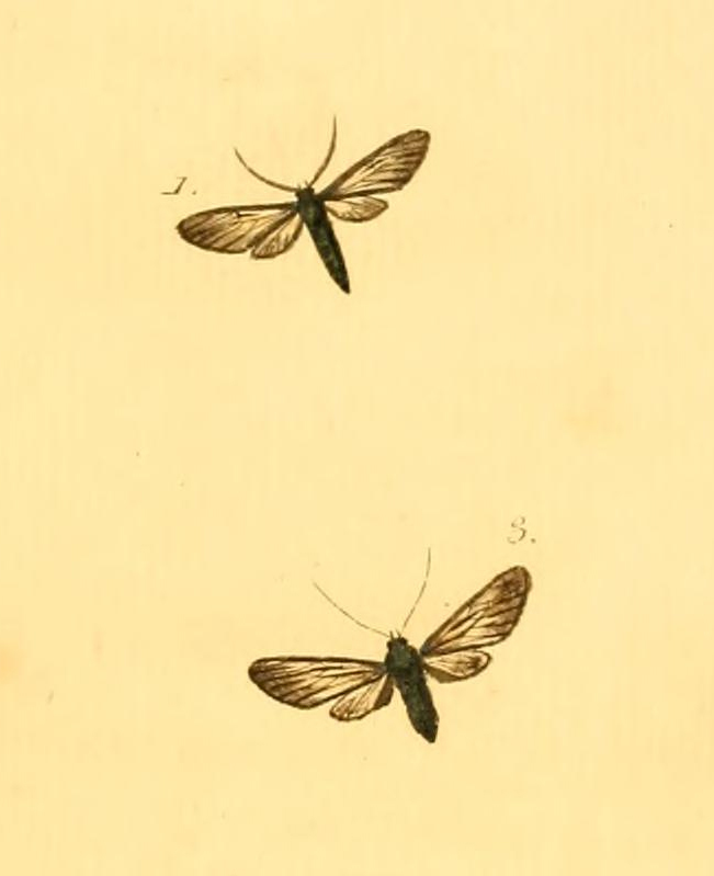 Pseudomya tipulina