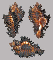 Chicoreus brunneus