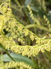 Stelis pittieri