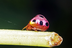 Paraplectana duodecimmaculata